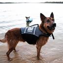 Follow Hondenzwemvest zwart